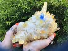 Load image into Gallery viewer, Aura Druzy Cactus Crystal Quartz Large  2 Lb. 7 oz. Cluster ~ 8&quot; Long ~ Golden Sunshine Yellow  ~ Sparkling Blue Point Phantom Inclusions