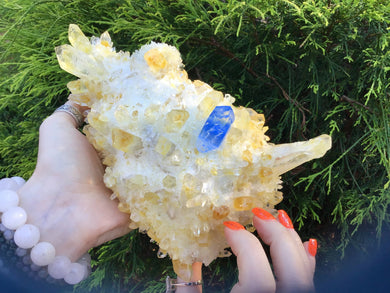 Aura Druzy Cactus Crystal Quartz Large  2 Lb. 7 oz. Cluster ~ 8" Long ~ Golden Sunshine Yellow  ~ Sparkling Blue Point Phantom Inclusions